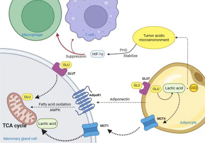 Breast cancer cells and adipocytes in hypoxia: metabolism regulation