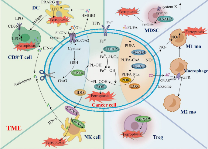 Current advances on the role of ferroptosis in tumor immune evasion | Discover Oncology | Springer Nature Link Current advances on the role of ferroptosis in tumor immune evasion | Discover Oncology | Springer Nature Link