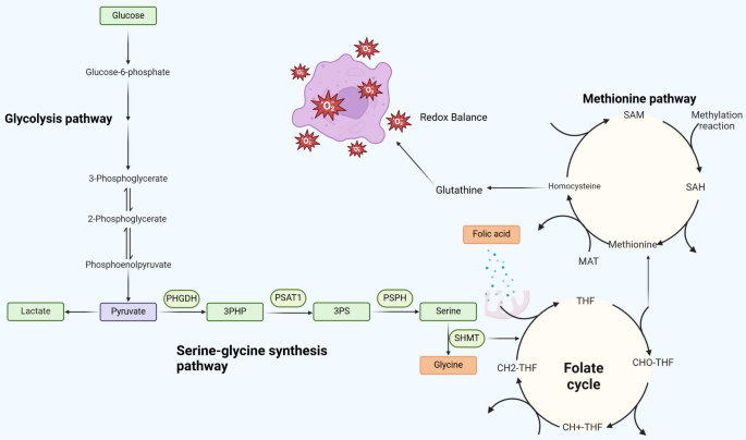 how to reverse glutathione deficiency Glutathione - an overview
