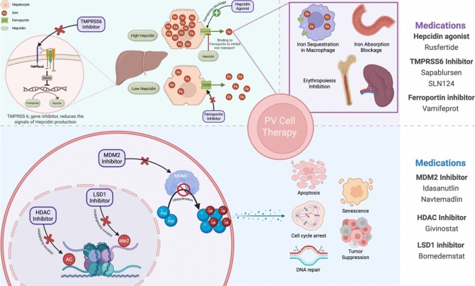 Advances in polycythemia vera treatment with targeted therapies and clinical trials | Discover Oncology