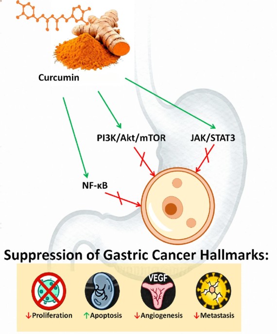 induction of glutathione s-transferase activity by curcumin in mice Frontiers Five glutathione S-transferase isozymes played