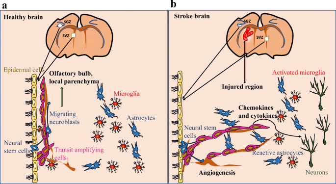 Lithium and Stroke Recovery: A Systematic Review and Meta-Analysis of  Stroke Models in Rodents and Human Data