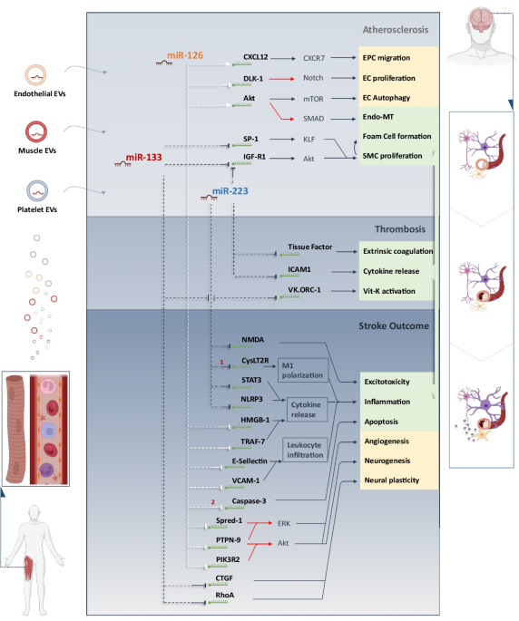 ISEV2018 abstract book - Théry - 2018 - Journal of Extracellular