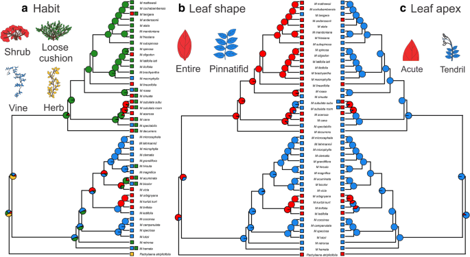 Phylogenetic relationships among Chilean-Bolivian Telmatobius