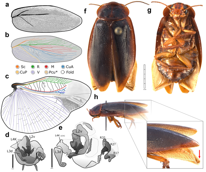 The Hind Wing of Coleoptera (Insecta): Morphology, Nomenclature