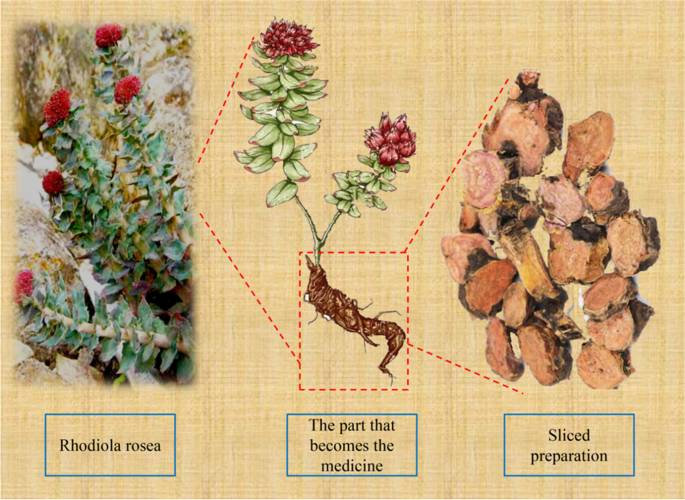 Rhodiola rosea: a review in the context of PPPM approach | EPMA Journal |  Springer Nature Link