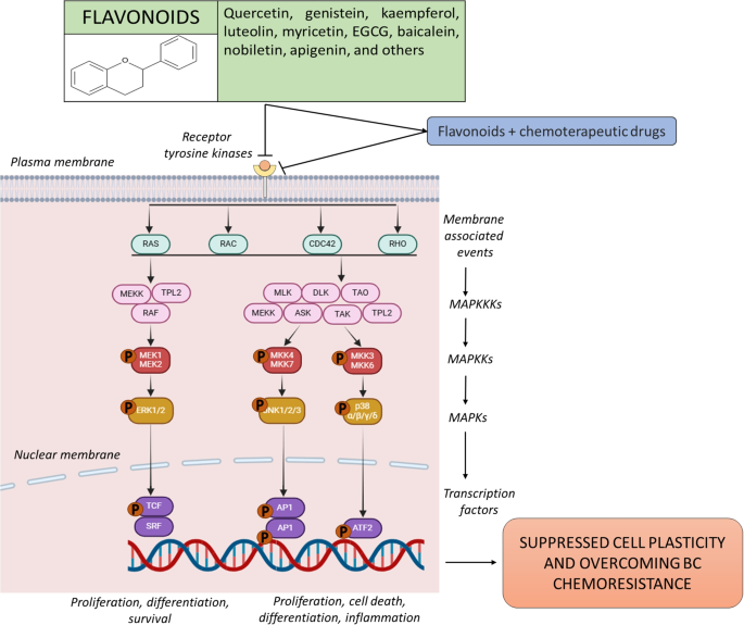 https metabolichealing.com thyroid-solutions-glutathione-t4-t3-conversion Metabolism of Thyroid Hormone - Endotext