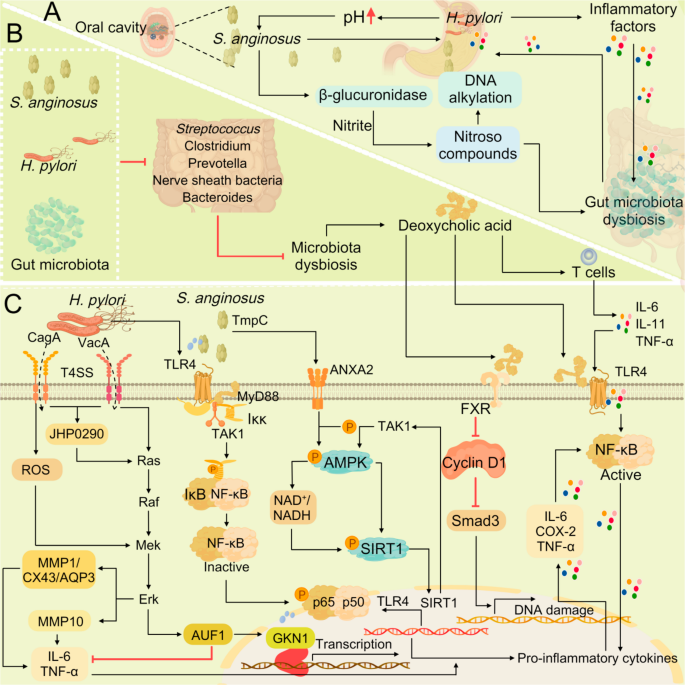 can i take glutathione if i have acid reflux Delivery systems in the diagnosis and treatment of chronic atrophic  gastritis: A Three-Level health strategy guided by 3PM | EPMA Journal