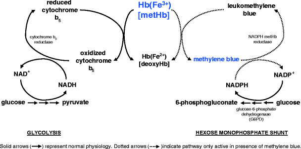 glutathione vs l-glutathione difference What is Difference Between Glutathione and L-Glutathione?  Cymbiotika
