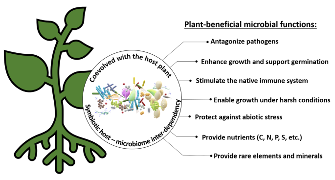 Plant evolution driven by interactions with symbiotic and pathogenic  microbes