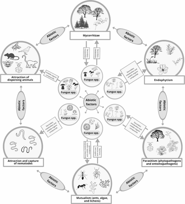 Fungal functional traits mediating communication and ecological interactions among higher organisms: current insights and future directions