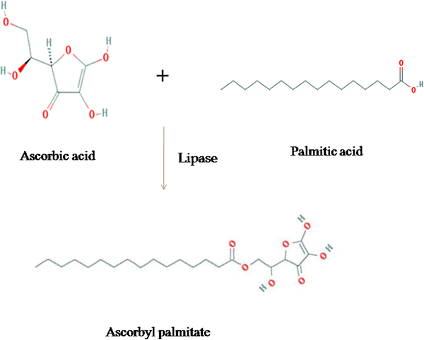 lipase vitamin c Ascorbyl palmitate synthesis in an organic solvent system using a  Celite-immobilized commercial lipase (Lipolase 100L) | 3 Biotech