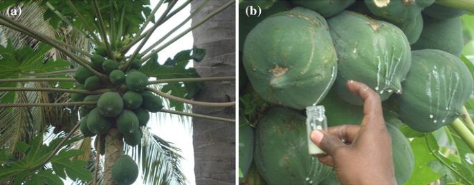 Carica papaya (Papaya) latex: a new paradigm to combat against dengue and  filariasis vectors Aedes aegypti and Culex quinquefasciatus (Diptera:  Culicidae) | 3 Biotech