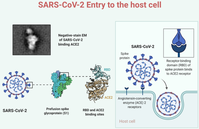 Reply to Garry: The origin of SARS-CoV-2 remains unresolved