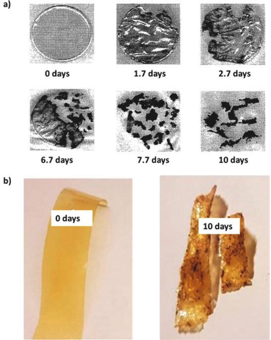 Frontiers  Mucilaginibacter sp. K Improves Growth and Induces