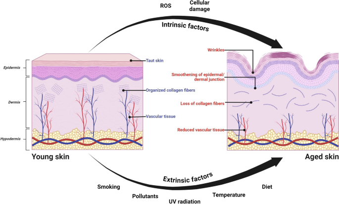 Nanoformulated phytochemicals in skin anti-aging research: an updated mini review | 3 Biotech