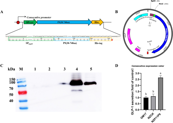 l. lactis mg1363-pmg36e-glp-1 supplements Engineered Lactococcus lactis secreting a glucagon-like peptide-1-inducing  protein P9 for amelioration of obesity in mice | 3 Biotech
