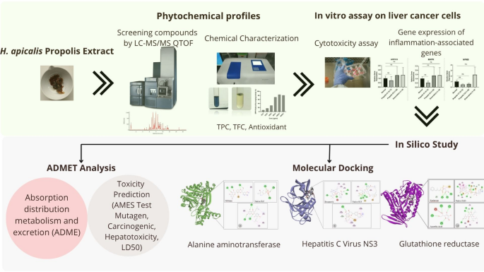 Propolis from Heterotrigona apicalis(East Kalimantan) as a source of hepatoprotective and chemopreventive polyphenols: in vitro and in silico studies | 3 Biotech