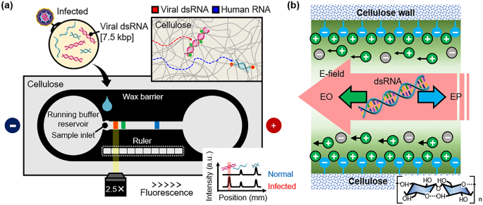 Nanoplasmonic Sensing and Capillary Electrophoresis for Fast Screening of  Interactions between Phosphatidylcholine Biomembranes and Surfactants
