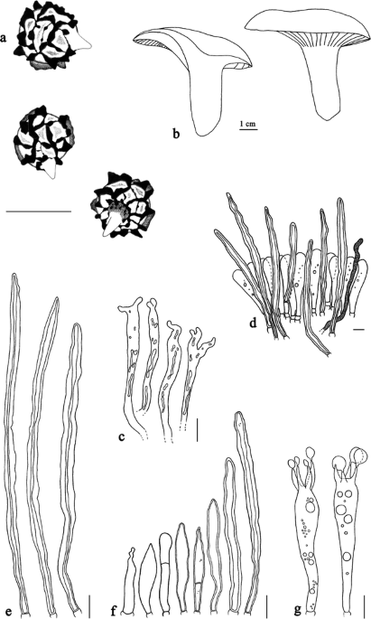 https://media.springernature.com/m685/springer-static/image/art%3A10.1007%2Fs13225-010-0070-0/MediaObjects/13225_2010_70_Fig7_HTML.gif