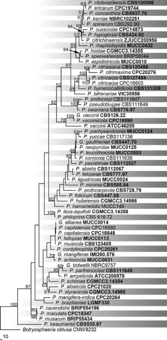 One stop shop: backbones trees for important phytopathogenic genera: I  (2014)