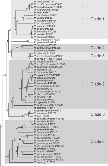 Frontiers  Characterization of fungal pathogens and germplasm