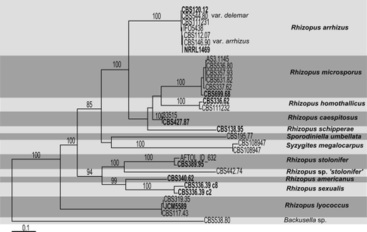 One stop shop: backbones trees for important phytopathogenic genera: I  (2014)