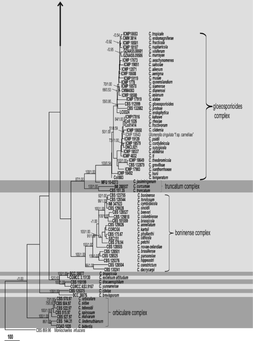 One stop shop: backbones trees for important phytopathogenic genera: I  (2014)