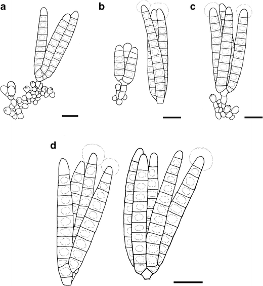 File:Cattleya jongheana 'Cotia' BM JOGA (Rchb.f.) Van den Berg,  Neodiversity 3 8 (2008) (49761098227).jpg - Wikimedia Commons