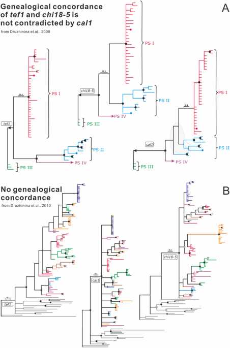 Phylogenetic tree (Aspöck et al. (2012), modified). Several groups