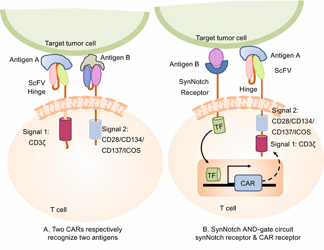 Novel engineered chimeric engulfment receptors trigger T cell effector  functions against SIV-infected CD4+ T cells: Molecular Therapy - Methods &  Clinical Development