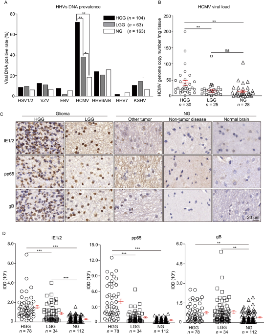 The Human Cytomegalovirus Strain DB Activates Oncogenic Pathways in Mammary  Epithelial Cells - eBioMedicine