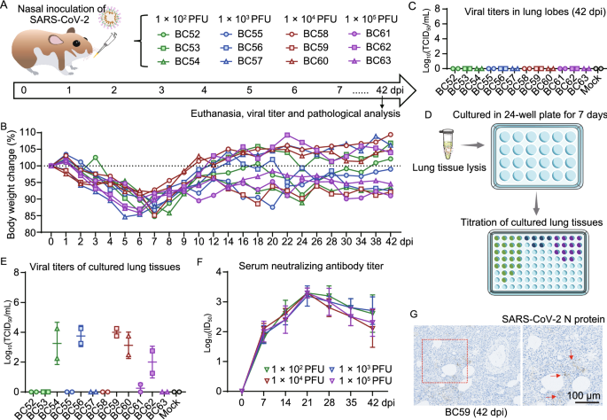 Gender associates with both susceptibility to infection and pathogenesis of SARS-CoV-2 in Syrian hamster