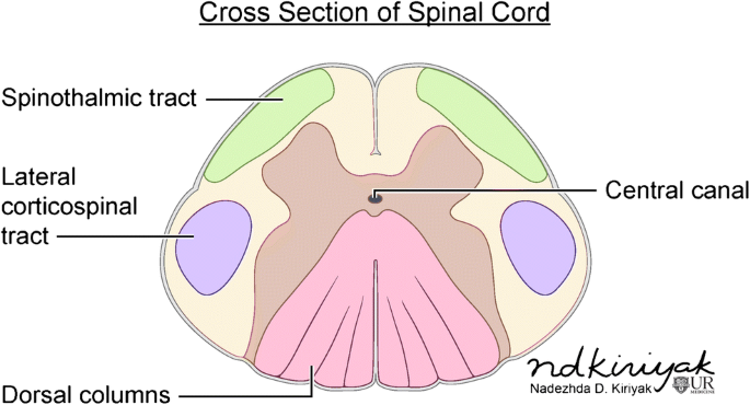 Location, length, and enhancement: systematic approach to differentiating  intramedullary spinal cord lesions | Insights into Imaging | Full Text