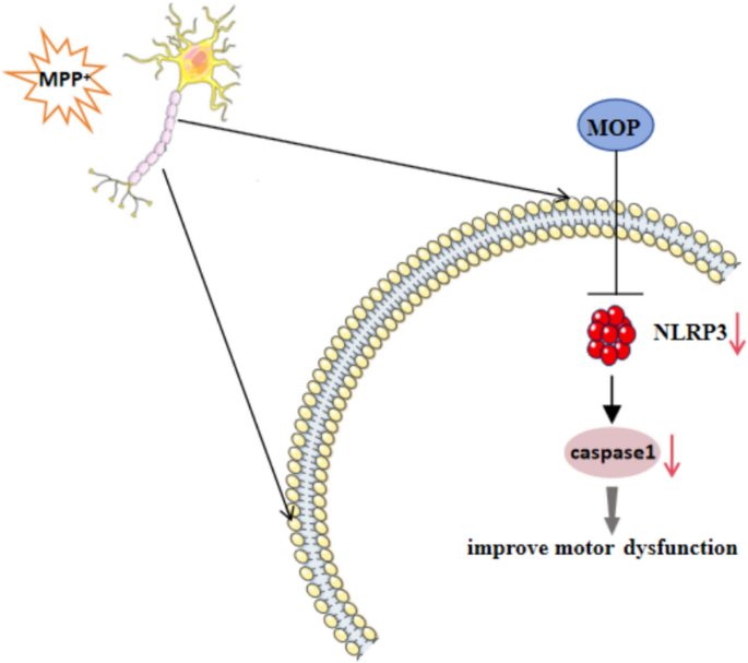 glutathione reduced oxidized ratio Concentration of reduced glutathione, oxidized glutathione and ratio