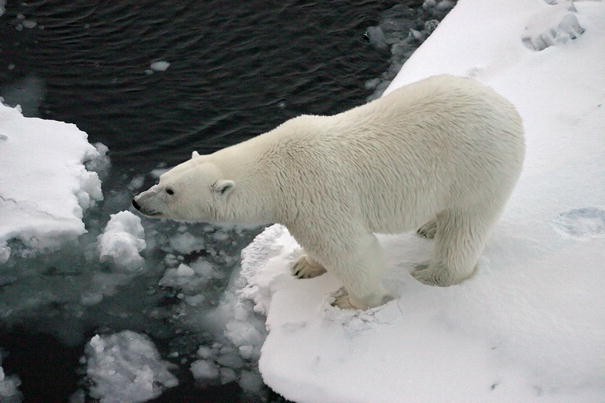 Dwindling sea ice linked to decline of Arctic foxes in Canada's Hudson Bay  - Carbon Brief