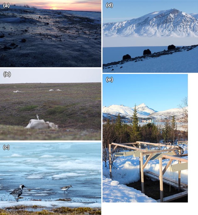Changing Arctic snow cover: A review of recent developments and