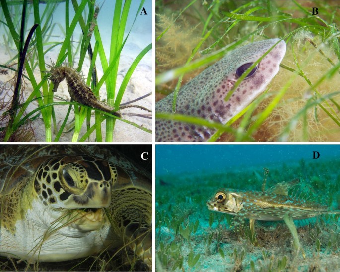 Integrative plant responses: How seagrasses adjust to light - Research  Outreach