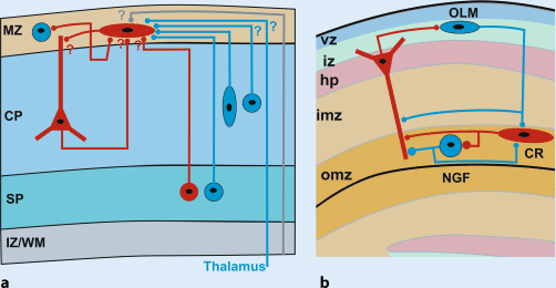 Cajal-Retzius Cell - an overview