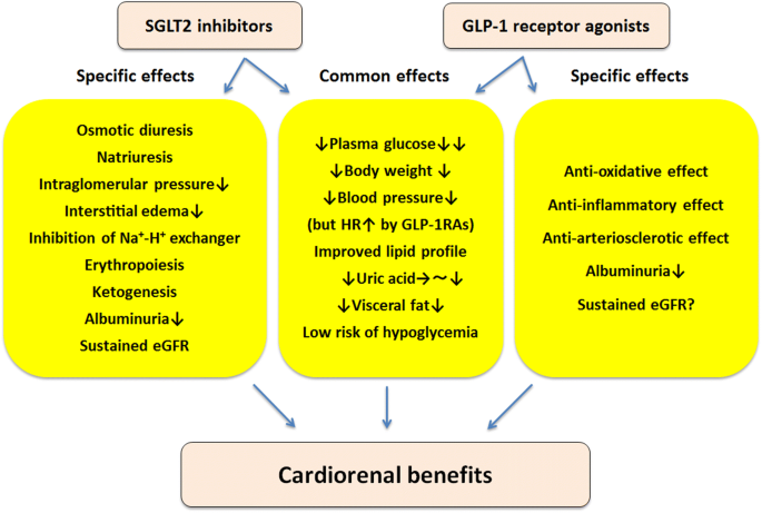 glp-1 receptor agonists and sglt2 inhibitors Cardiorenal Protection: Potential of SGLT2 Inhibitors and GLP-1 Receptor  Agonists in the Treatment of Type 2 Diabetes | Diabetes Therapy