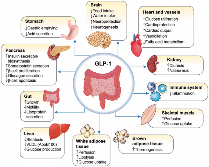 glp-1 target Consensus Recommendations on GLP-1 RA Use in the Management of Type 2  Diabetes Mellitus: South Asian Task Force | Diabetes Therapy