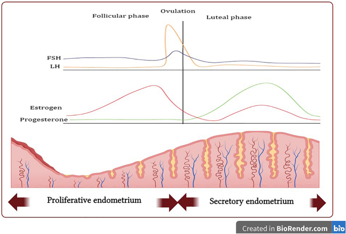 does tirzepatide cause changes in menstrual cycle Emerging Perspectives on the Impact of Diabetes Mellitus and Anti-Diabetic  Drugs on Premenstrual Syndrome. A Narrative Review | Diabetes Therapy