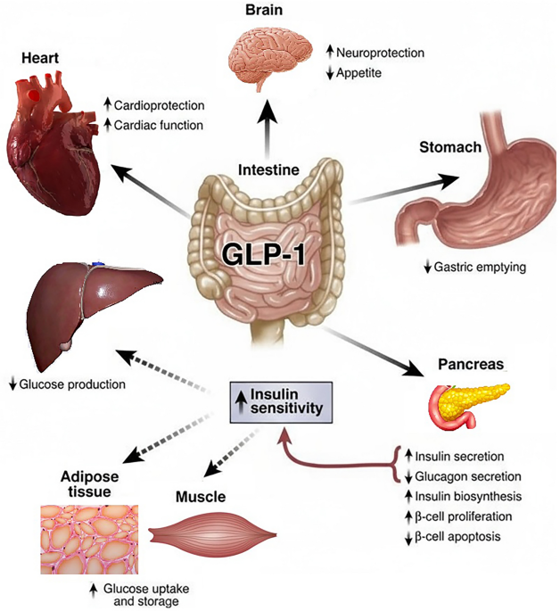 what are the negative effects of glp 1 what can you not eat on glp 1 INFOGRAPHIC: The Hidden Risks of GLP-1 Weight