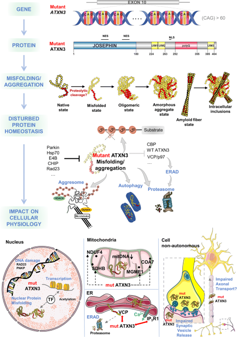 ben greenfield bpc 157 dosage From Pathogenesis to Novel Therapeutics for Spinocerebellar Ataxia Type 3:  Evading Potholes on the Way to Translation | Neurotherapeutics