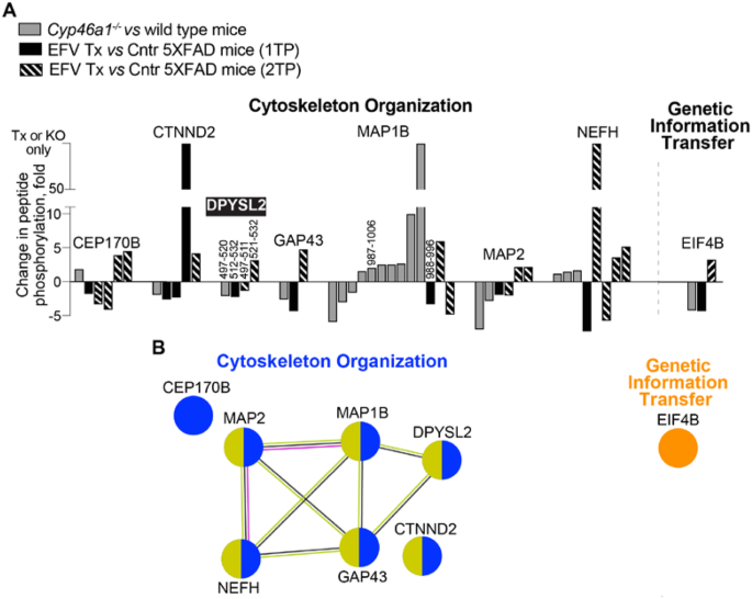 Comparative Hippocampal Proteome and Phosphoproteome in a Niemann