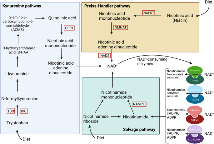 dihexa human clinical trials safety Dihexa for Memory: What the Evidence Says (2026)