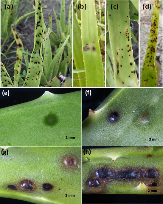 First report of Colletotrichum siamense causing leaf spot of Aloe vera (Aloe  barbadensis Mill.) in India | Australasian Plant Pathology | Springer  Nature Link