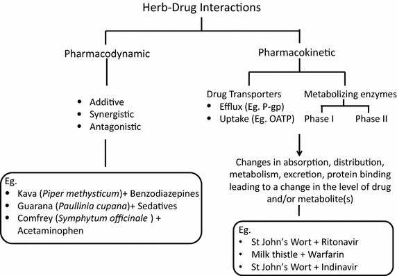 Pharmacokinetic Herb-Drug Interactions: Insight into Mechanisms and Consequences | European Journal of Drug Metabolism and Pharmacokinetics | Springer Nature Link Pharmacokinetic Herb-Drug Interactions: Insight into Mechanisms and Consequences | European Journal of Drug Metabolism and Pharmacokinetics | Springer Nature Link
