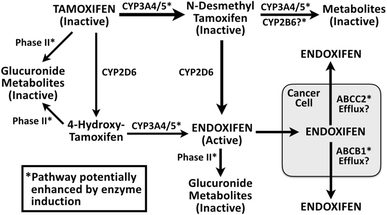 The Underrated Risks of Tamoxifen Drug Interactions | European Journal of  Drug Metabolism and Pharmacokinetics
