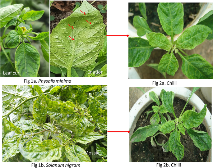 Begomovirus and DNA-satellites association with mosaic and leaf curl disease  of Solanum nigrum and Physalis minima: the new hosts for chilli leaf curl  virus | VirusDisease